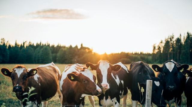 Från och med den 18 maj kommer det dessvärre inte finnas en organiserad veterinär beredskap dygnet runt i Dingle distrikt. 360YouPhotography Scandinav