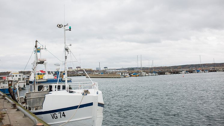 Fiskebåt i hamn