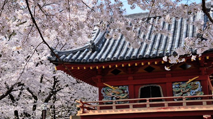 Make Many Cute Memories of your Trip Visit Koedo-Kawagoe in Spring to Enjoy the Cherry Blossom Festival and Sweet Potatoes