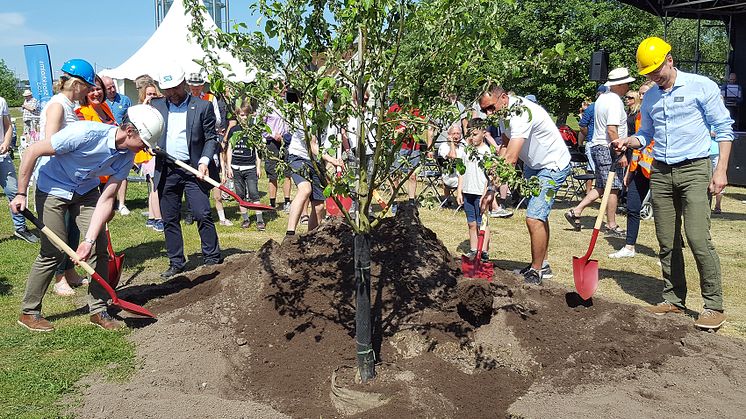 Ett minnesträd planterades under ceremonin för det första spadtaget. Det finns kvar i den nya parken som blir 30 hektar till ytan, lika stor som Skansen.    Foto: SKB
