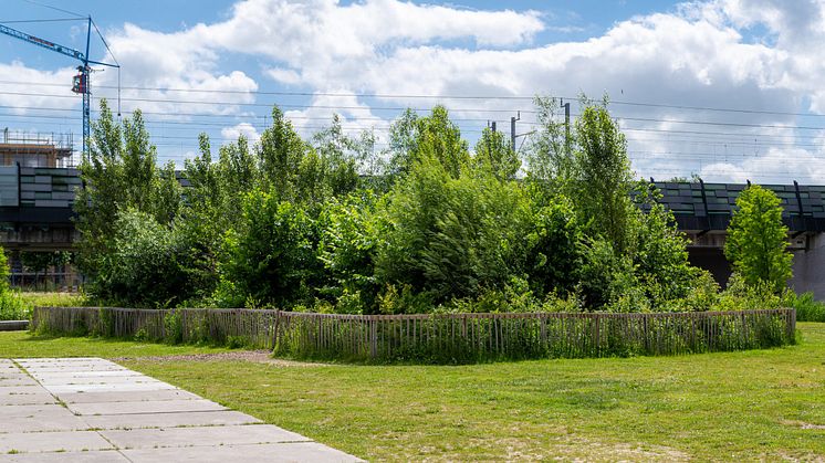 Blandskog.jpg