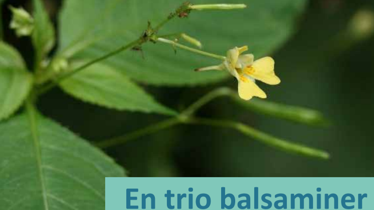 Årets växt 2020 - Balsaminer