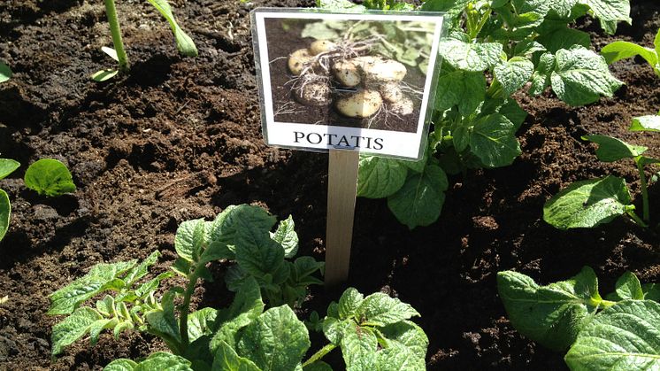Odla staden - potatis