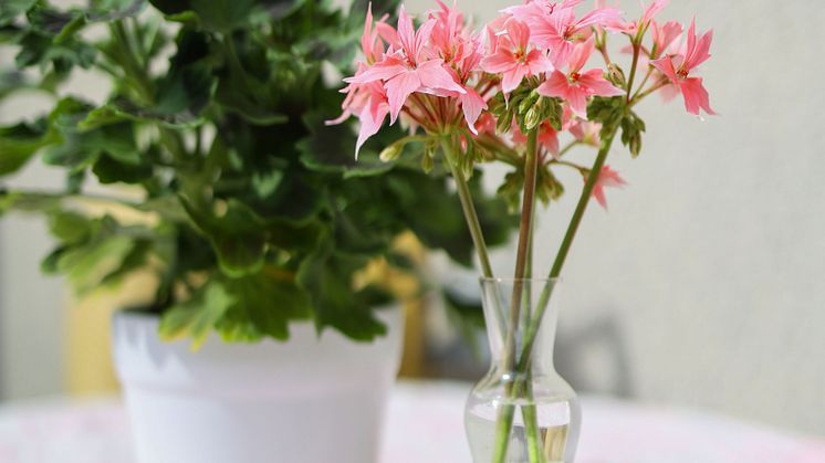 Årets Pelargon 2025 Pelargonium Summer Twist Rose foto SydGrönt (3).jpg