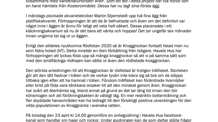Knaggrockorna har lagt ägg