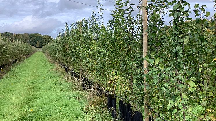 Några av de tusen fröplantor som är nya korsningar av dessertäpplen och cideräpplen. Foto: Kimmo Rumpunen, SLU