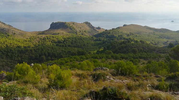 TUI Forest Mallorca_landscape