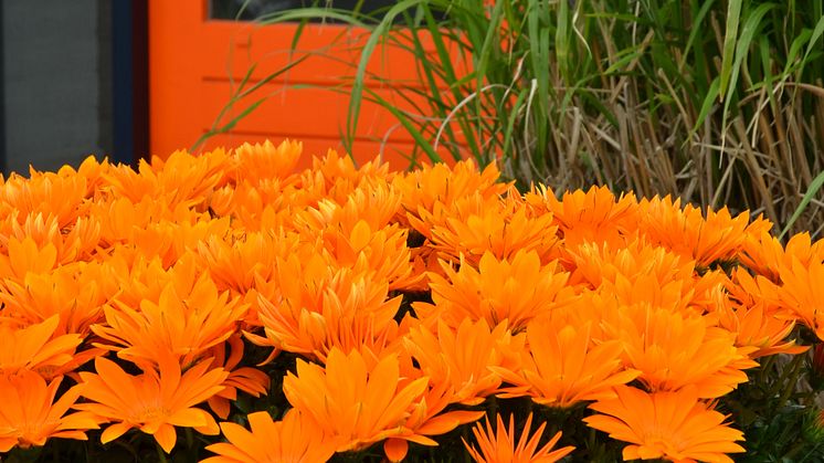 Gigantiskt Påfågelblomster