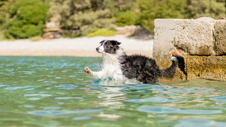 Fressnapf Sommer Hund 4.JPG