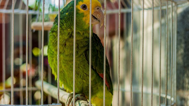 Wildlife trade under the spotlight at Northumbria event