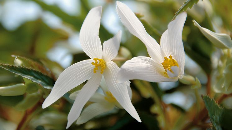 Begonia boliviensis Summerwings Boliviabegonia 