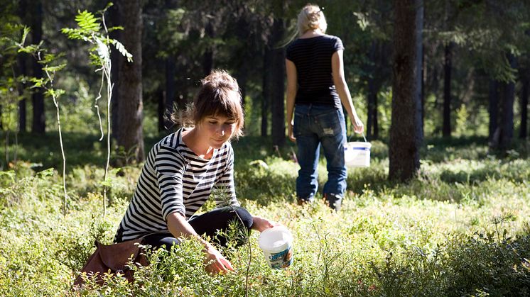 Forskarlaget studerar sex olika ekosystemstjänster i skog, däribland förekomst av blåbär. BildElin Berge