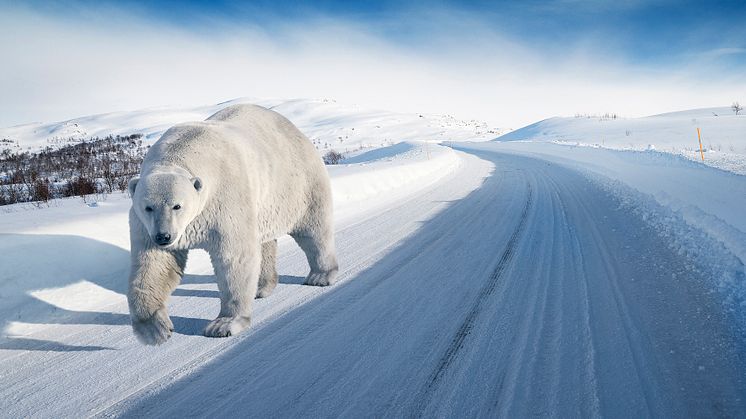 Polarbjörn på vandring till Vincents i Varberg