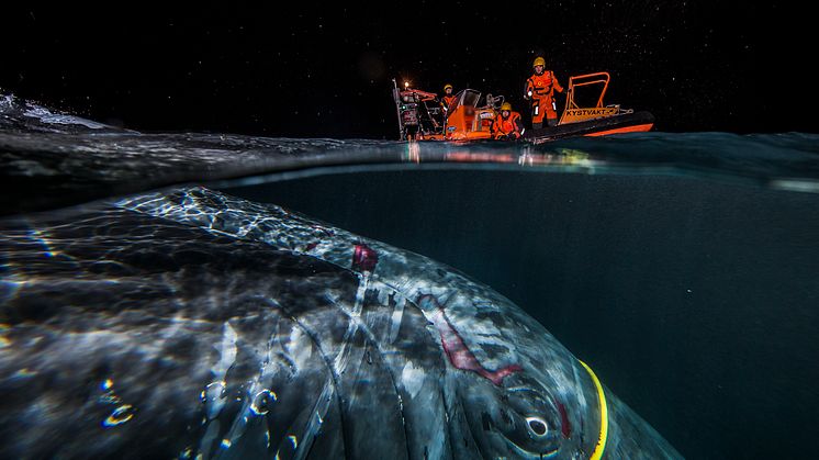 Hunpack whale attached in internet cable - Audun Rikardsen