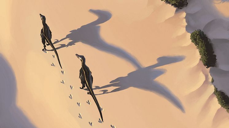 Fossil och evolution -  velociraptor