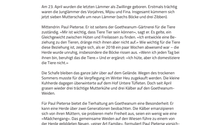 «Wie eine ‹Mädchengang›». ​Die kleinen Kuh- und Schafherden im Goetheanum-Park sind beliebt