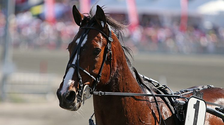 Disco Volante är klar för Elitloppet på Solvalla. Foto: TR Bild