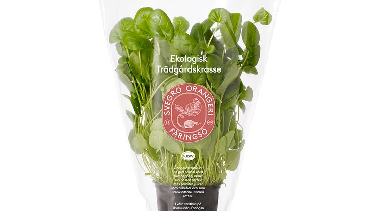 Svegro Ekologisk Trädgårdskrasse