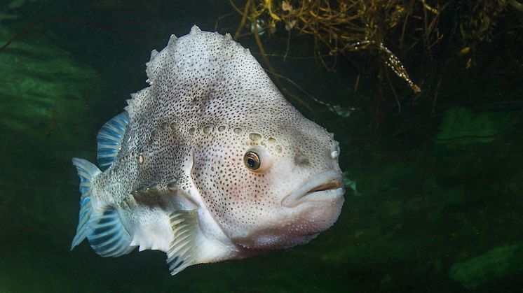 Cyclopterus lumpus - hunfisk 15-09-2012 (1)