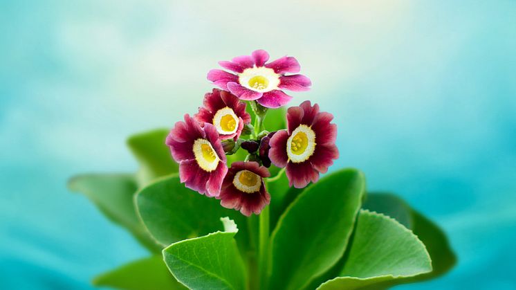 Primula