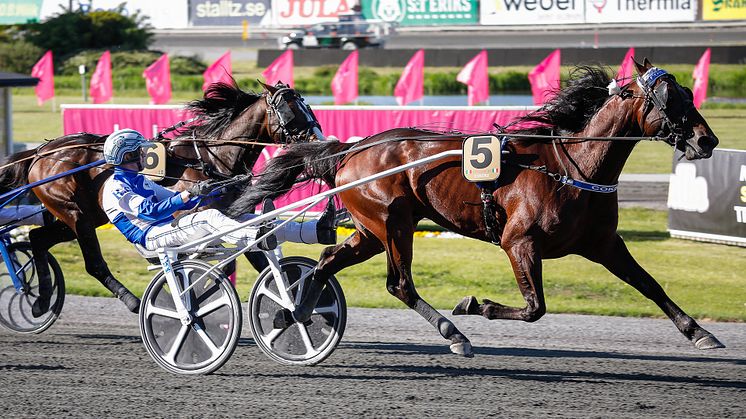 Cokstile, Elitloppssegraren från 2020, är klar för Elitloppet 2022 efter seger i Finlandia Ajo. Foto: TR Bild