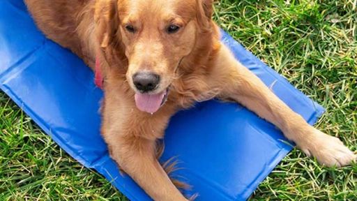 kylmatta-till-hund-stor-1-750.webp