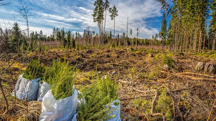 Was tun, wenn´s brennt? So versichert die Gothaer Wälder