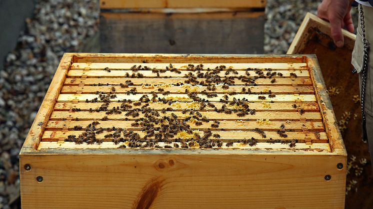 InterCity Hotel - Bienenbeute © Andreas Schmidt