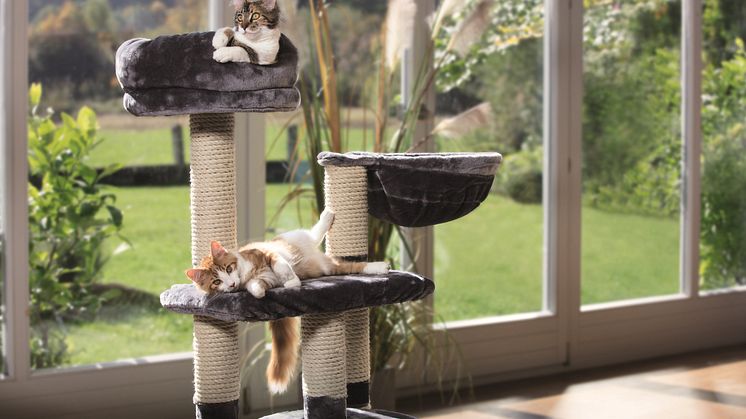 Le bien-être des minous: le 8 août, c'est la "Journée mondiale du chat".
