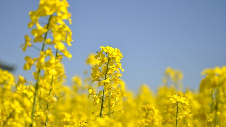 Flera undersökningar visar att inhemskt foderprotein, som t ex raps, fungerar lika bra i mjölkproduktionen som soja,  säger Anders H Gustafsson