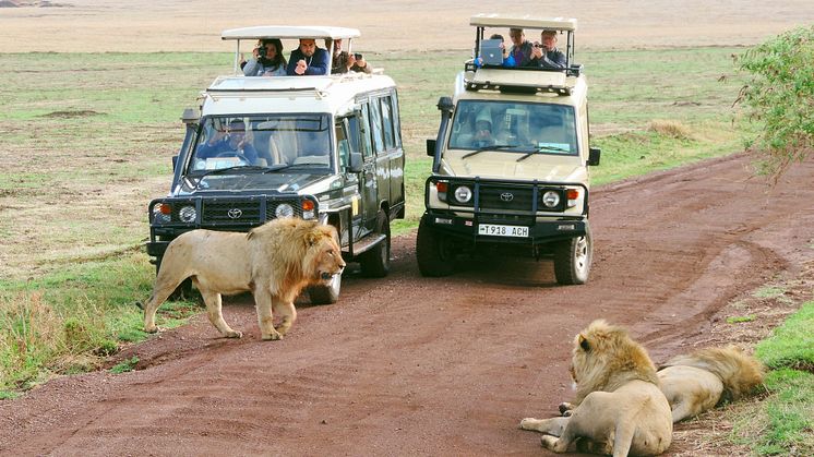 Lejon vid jeep Tanzania