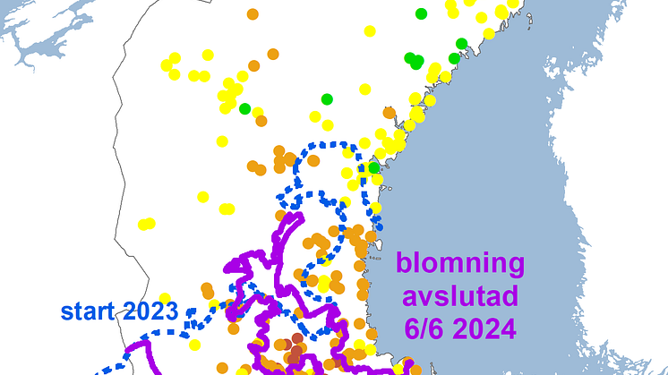 Rönnens blomning 2024.png