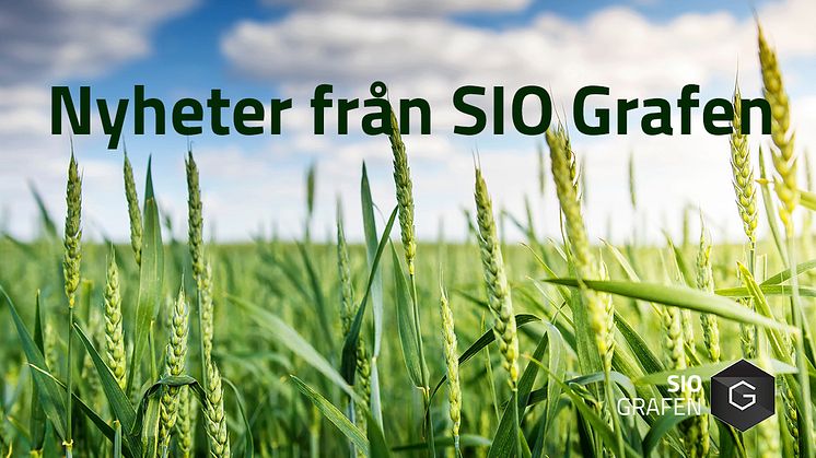 Senaste nytt från SIO Grafen