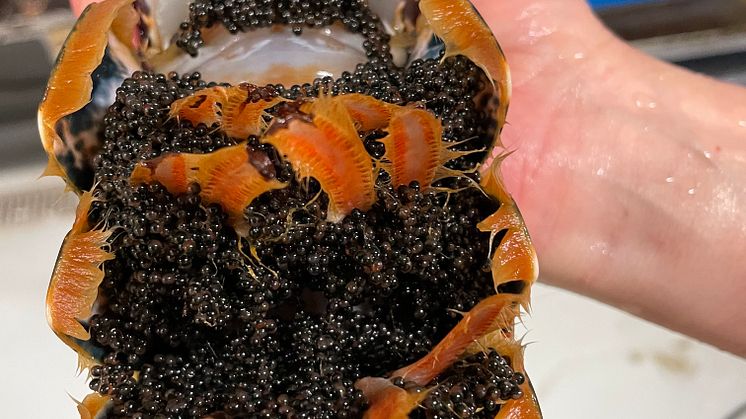 Lobster with eggs
