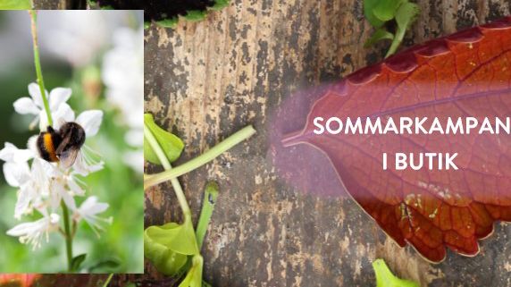 Årets Sommarblomma 2020 presenteras 28 maj 10.00
