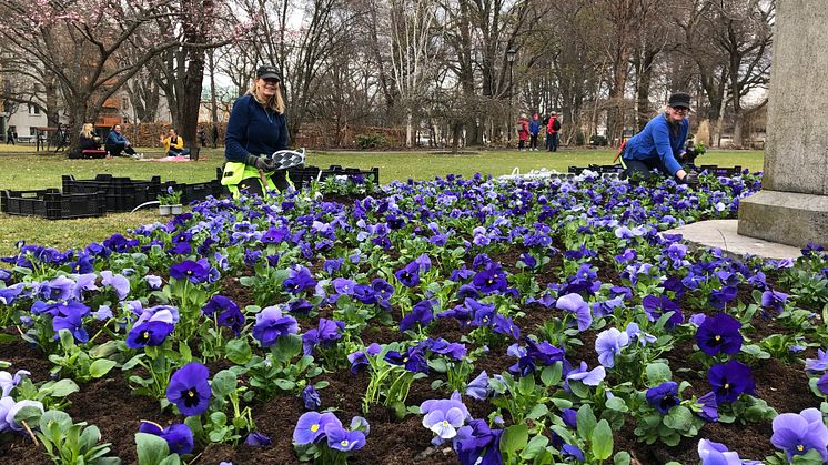 Bild från när vårblommorna planterades ut i Stadsträdgården. Dessa penséer skänks nu bort till Karlstadsborna.