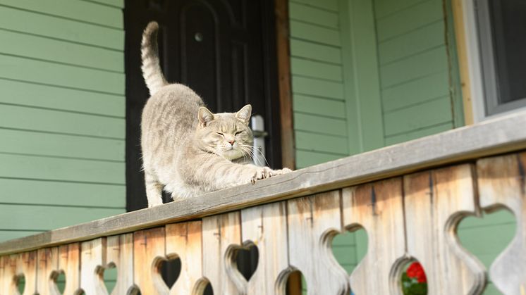 100 000 övergivna katter i Sverige – skaffa inte sommarkatt