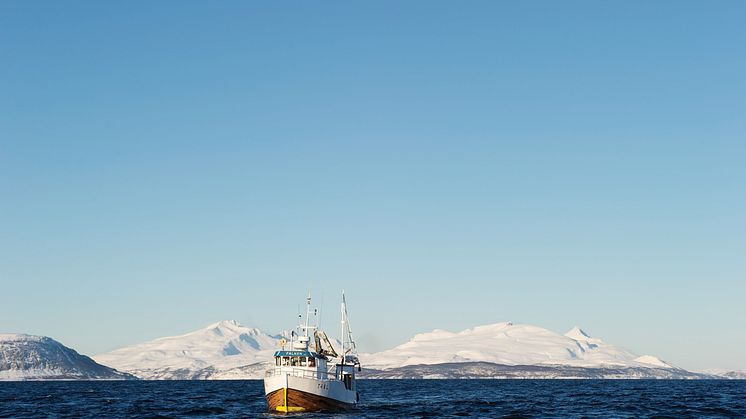 An der nordnorwegischen Küste findet Skrei ideale Bedingungen um zu laichen
