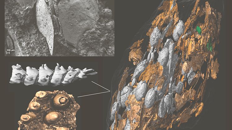 phytosaur_coprolite.jpg