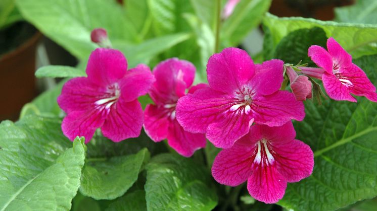 Streptocarpus Rubina