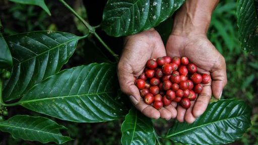 Coffee by Women