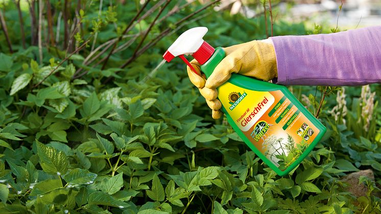 Mit Finalsan AF GierschFrei von Neudorff lassen sich selbst lästige Wurzelunkräuter sofort und langanhaltend im Garten zuverlässig bekämpfen - ohne Glyphosat!
