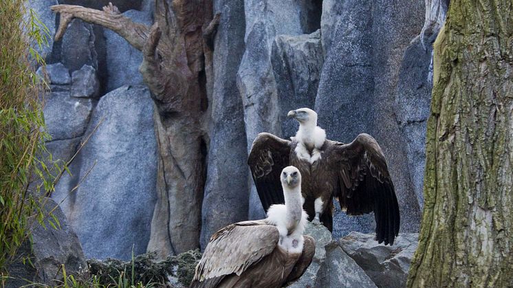 Gänsegeier im Nachbau der historischen Freiflug-Voliere im Zoo Leipzig