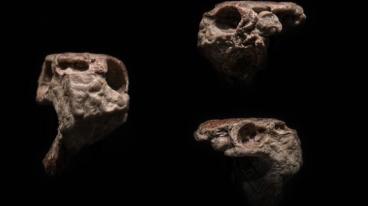 The fossil skull of Radotina in front view (left), left side view (right, top) and right side view (right, bottom). Credit: Vít Lukáš/National Museum, Prague