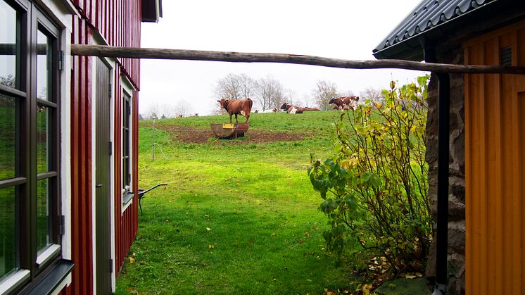 Höstar
