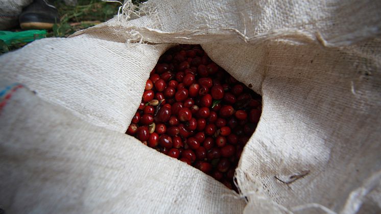 Kaffebar, Hacienda Esmeralda