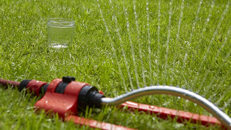 Selv i tørre perioder, er det tilstrekkelig å vanne én til to ganger i uken, men husk å vanne ca. 20 liter per kvadratmeter. Foto: STIHL