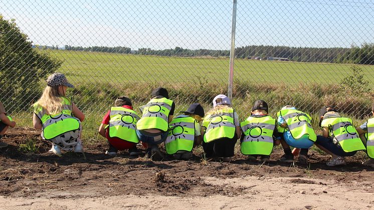 Förskolan Lunden planterar solrosfrön intill Åbro Bryggeris solcellspark