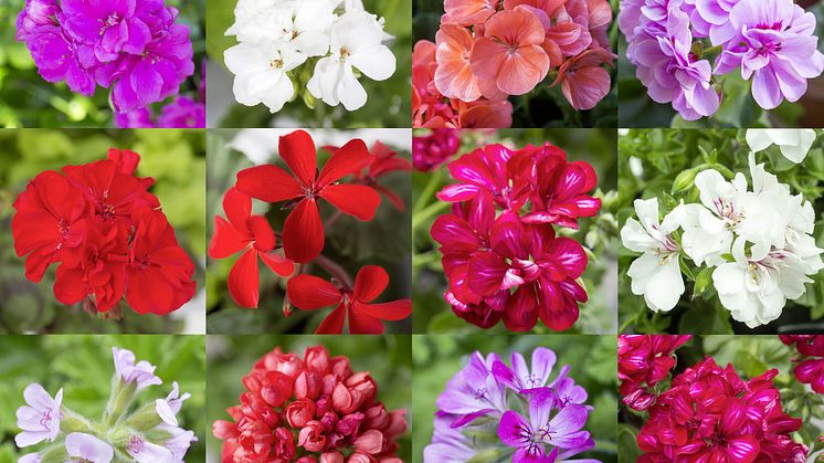 Mångfalden av pelargoner är enorm!