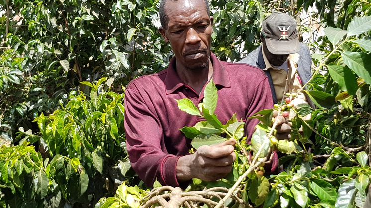 Kaffehøsten I Brasilien, der står for 40 procent af verdens kaffeproduktion, er hårdt ramt af både frost og tørke. Det giver udfordringer på verdensplan, men også nye muligheder, mener Peter Larsen Kaffe.